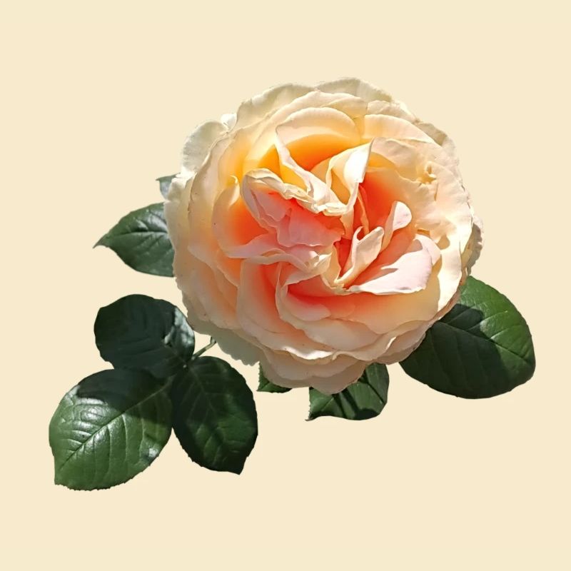 Spring rose