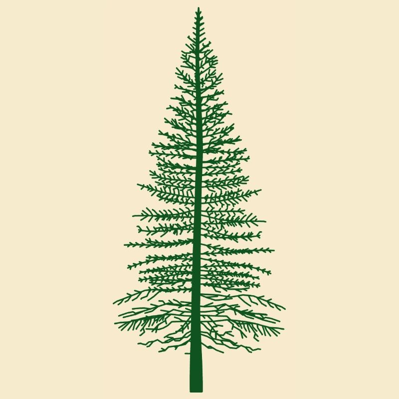 Silhouette du sapin vert