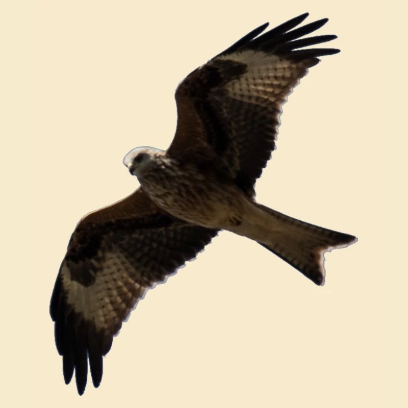 Milan in flight
