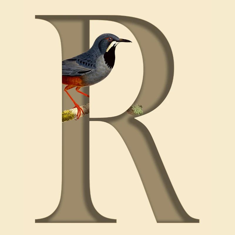 Initial letter R, Red-legged thrush bird