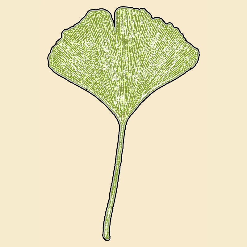 Feuille de gingko