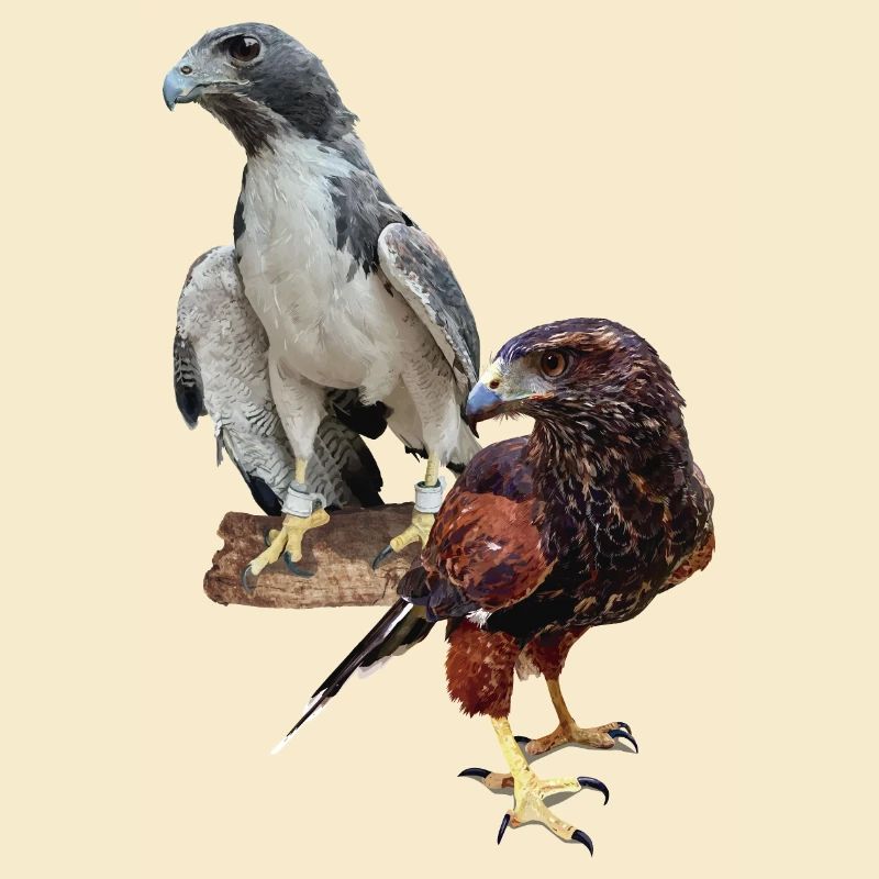 Hawks