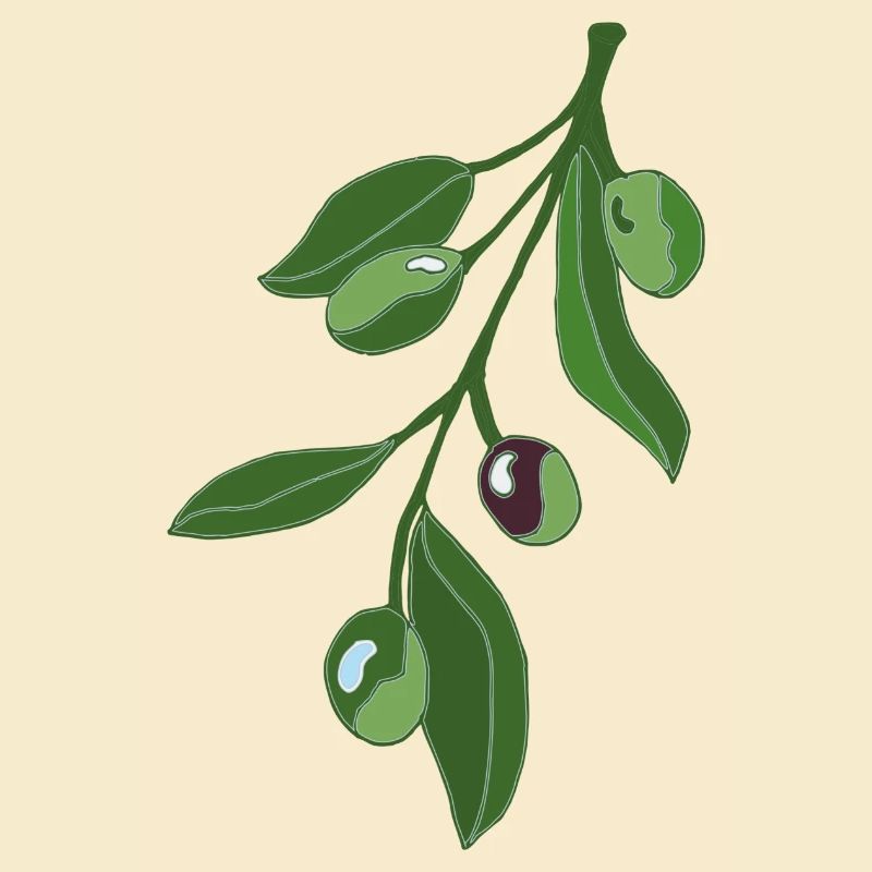 Olive Branch Botany Illustration
