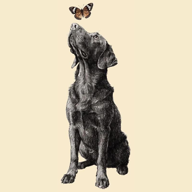 Illustration de labrador avec le chien papillon Labbi