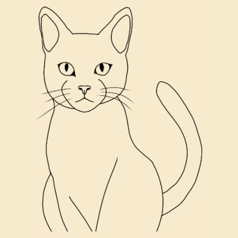 Chat minimaliste élégant 