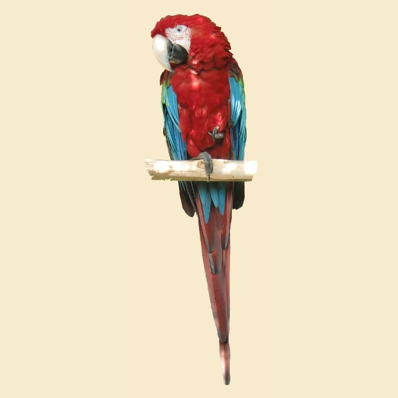 Ara