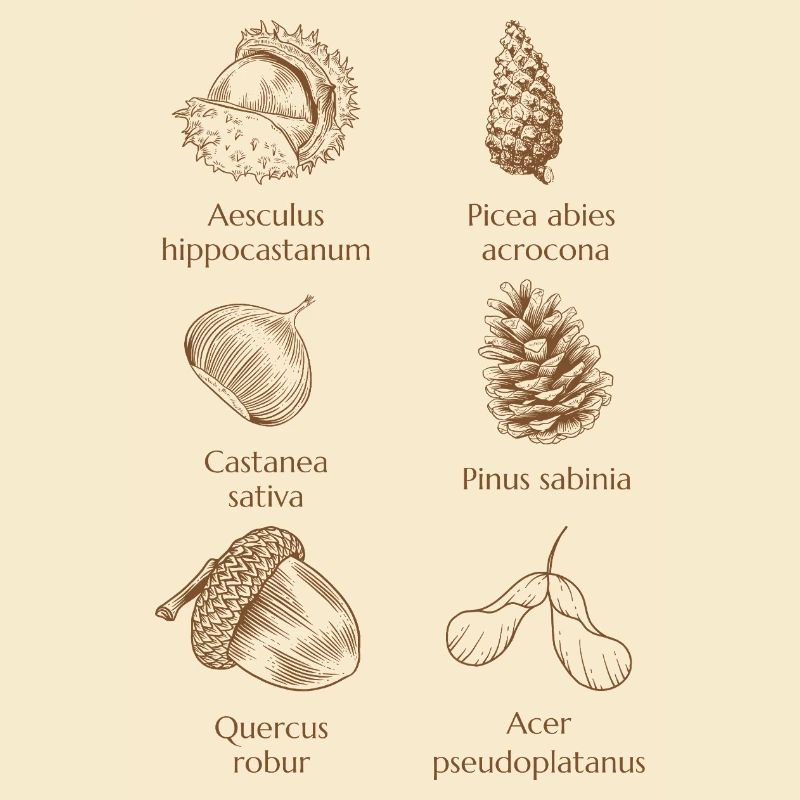 Faune forestière aux tons bruns chauds