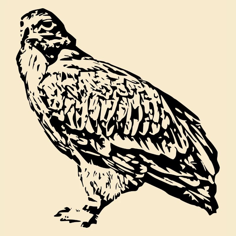 Faucons Oiseaux Oiseaux