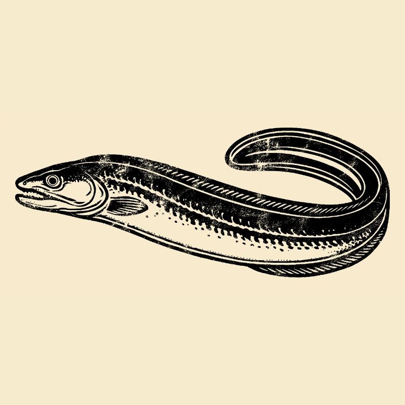 Eel - Fish - Angler Gift