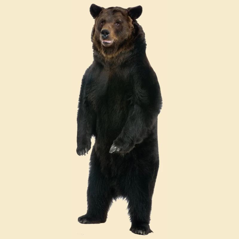 Stehender Bär