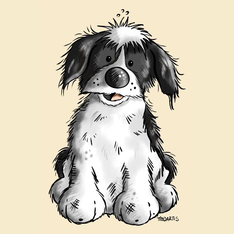 Cute Havanese
