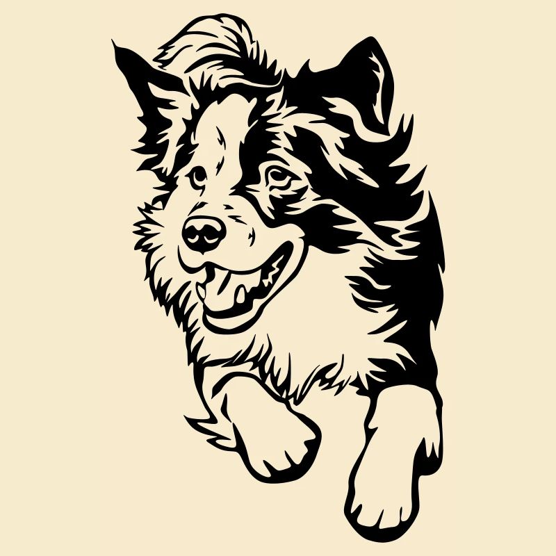 Border Collie