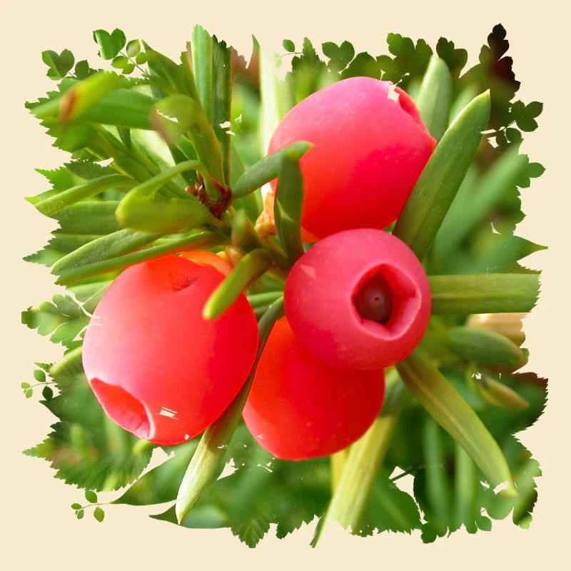 Die Eibe ist ein giftiger heimischer Nadelbaum