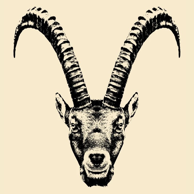 Steinbock / Kopf / Ibex / frontal