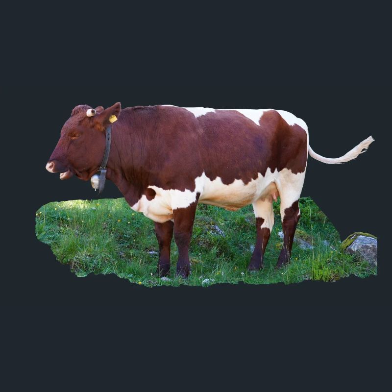 Das Fleisch der Pinzgauer Rinder ist schmackhaft