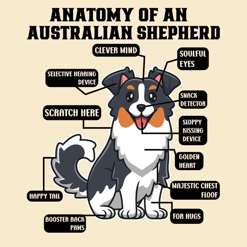 Berger australien Aussie Papa Aussie Maman