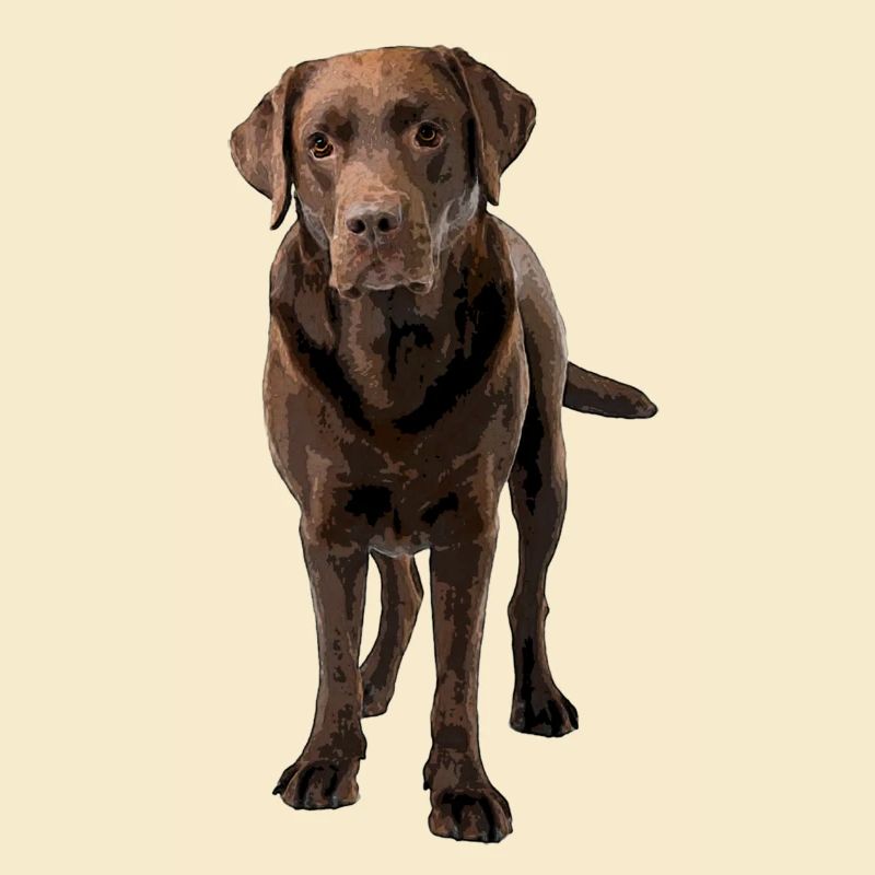 Brown Labrador Comic Style