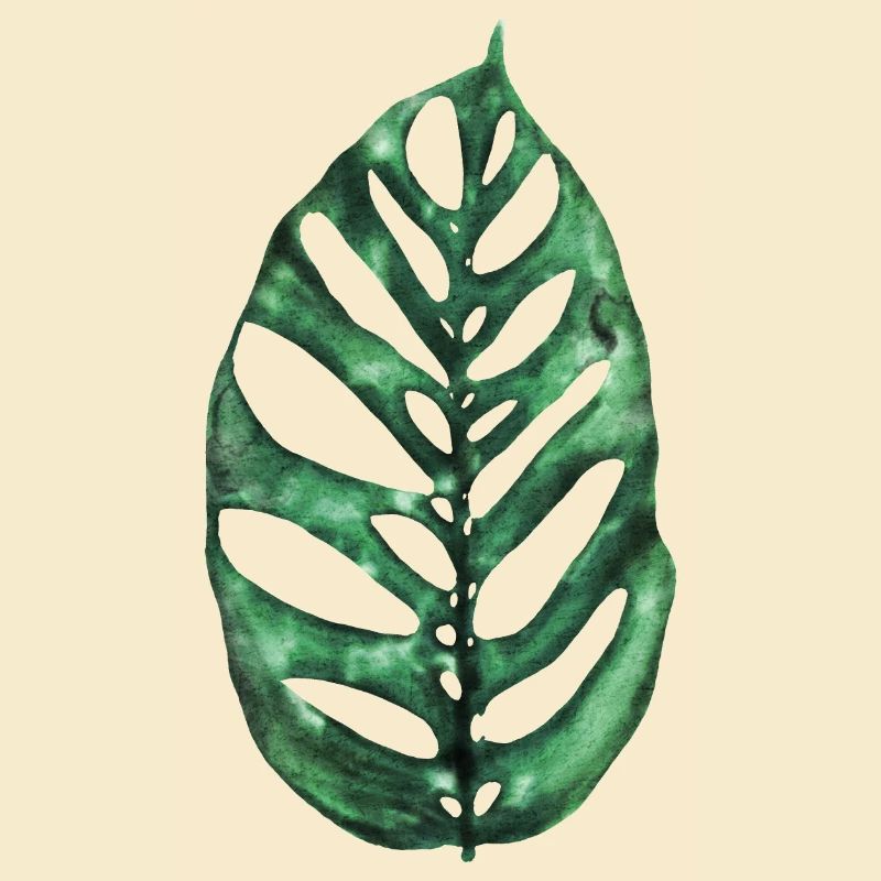 Monstera Esqueleto