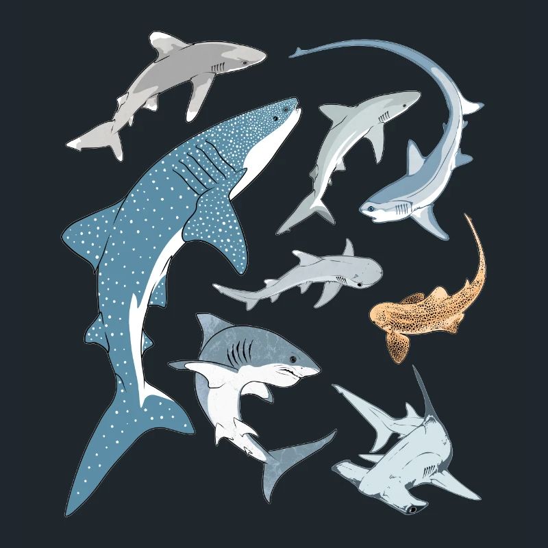 Types de requins Espèces de requins