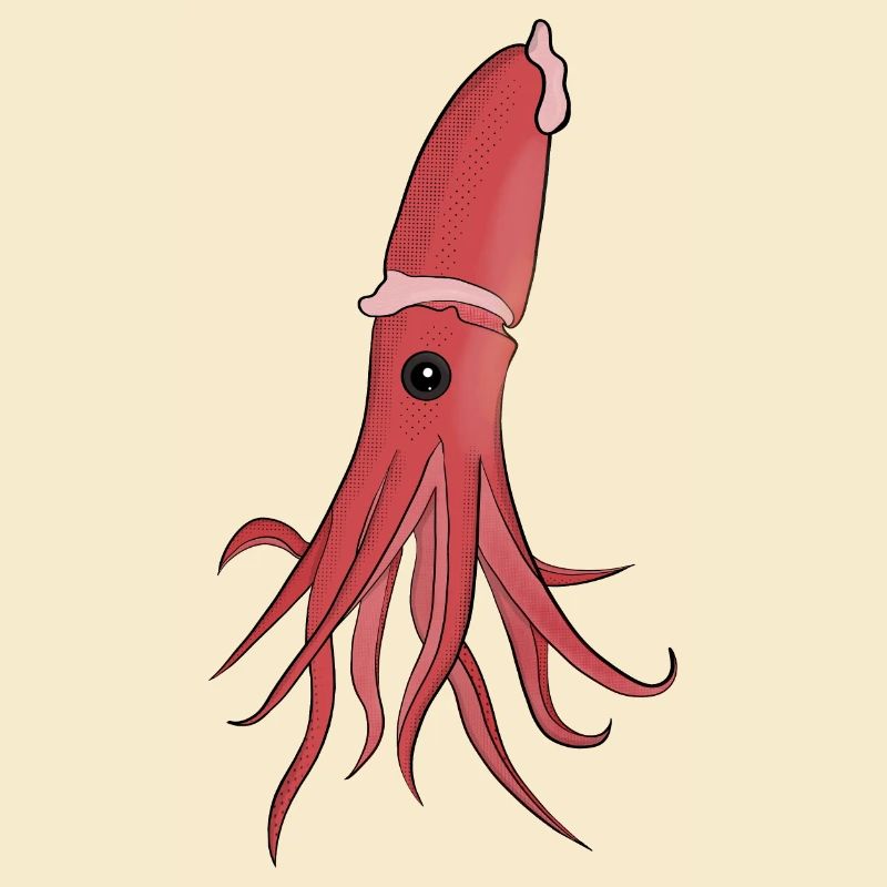 Sea Creatures A Beautiful Squid