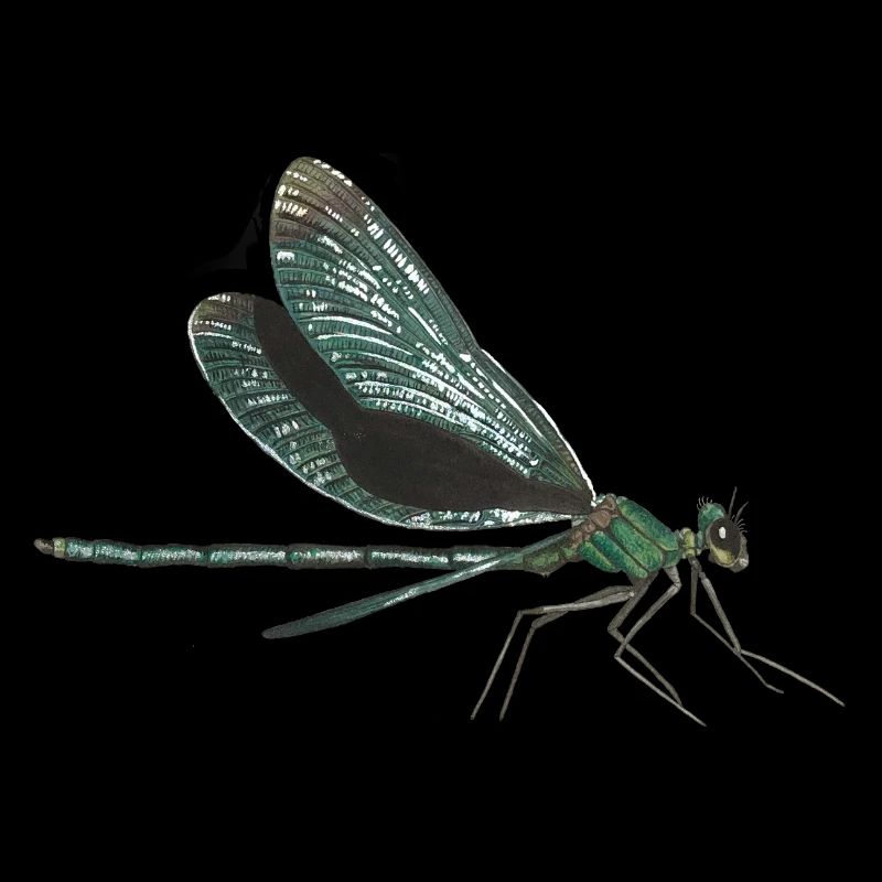 Libelle dragonfly