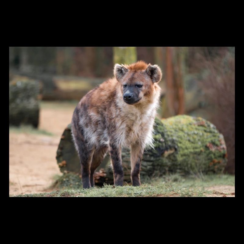 Hyäne oder Hyäne oder Harpyie (auf Deutsch Hyäne) Hyäne