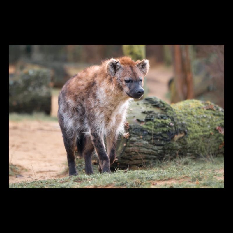 Hyäne oder Hyäne oder Harpyie (auf Deutsch Hyäne) Hyäne