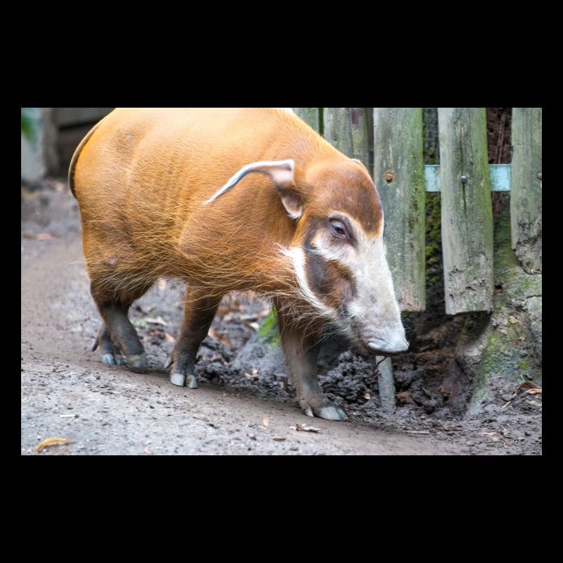 Buschschwein oder Rotflussschwein Pinselohrschwein