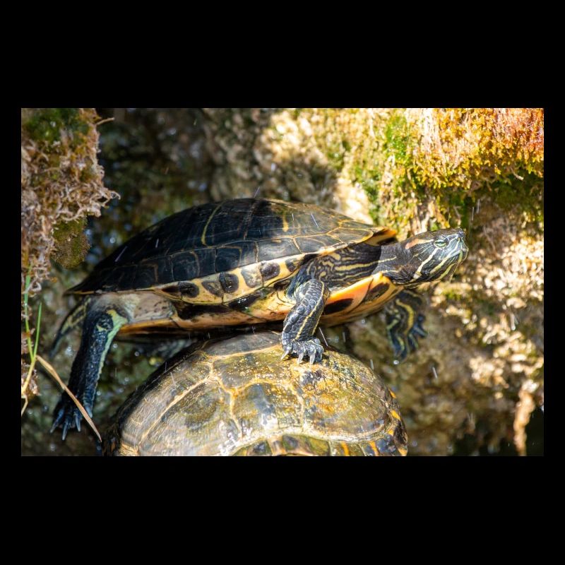 Yellow-bellied slider Trachemys scripta scripta