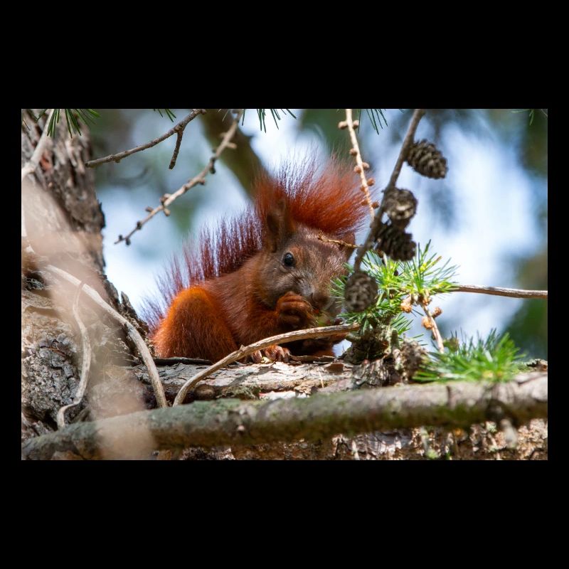 Eichhörnchen Sciurus