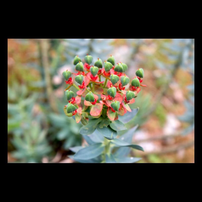 blühende bunte Wolfsmilch (Euphorbia) Blume
