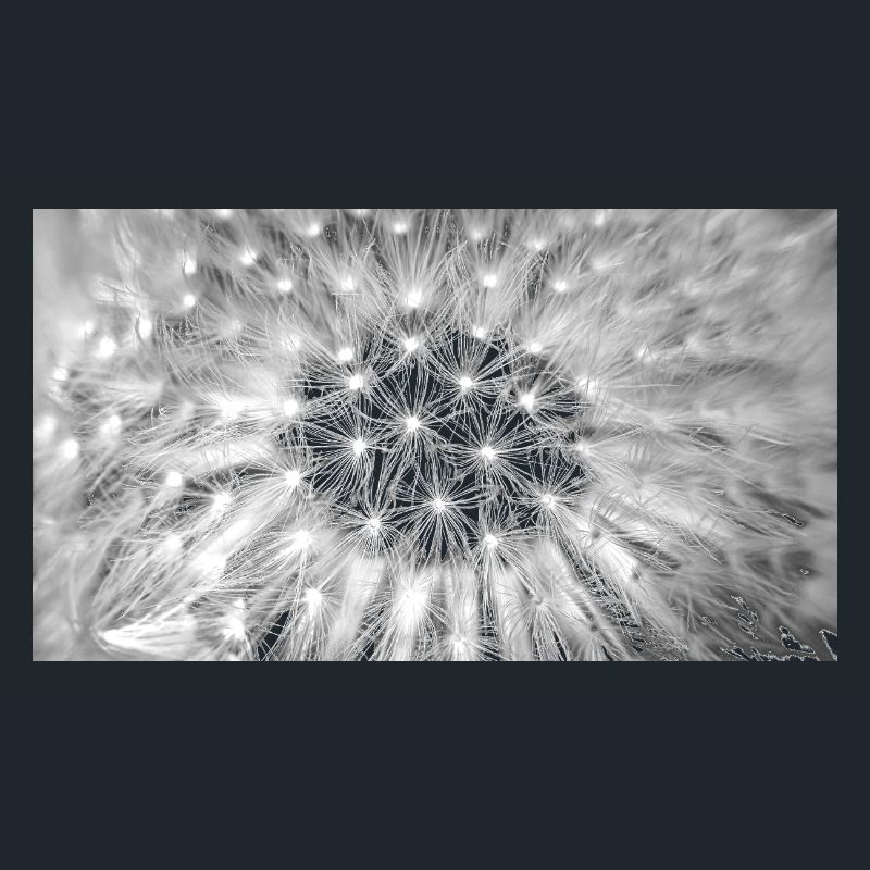 Pusteblume, A731876