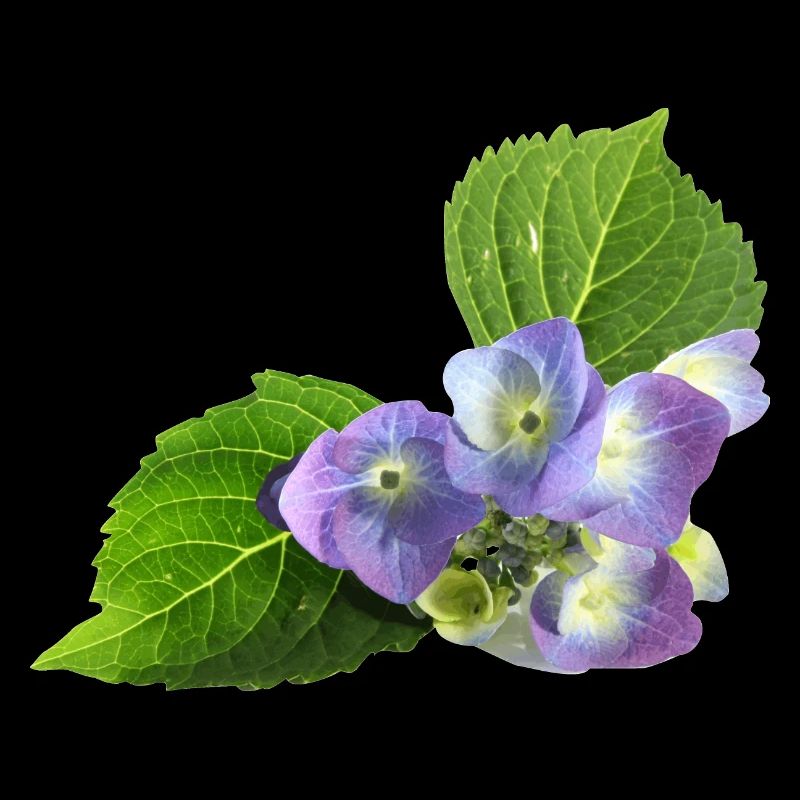 veilchen blume blüte natur