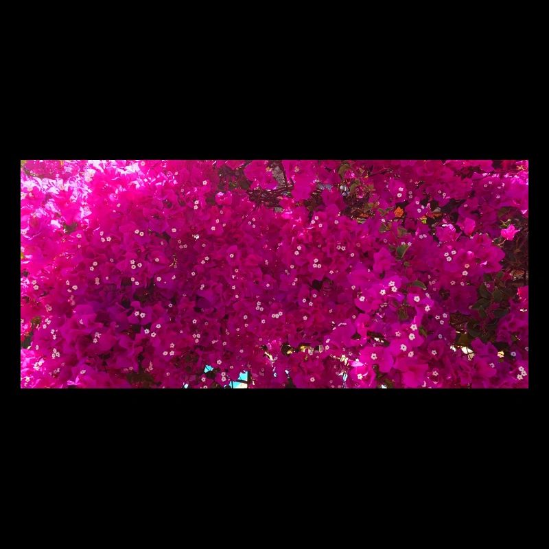 Bugambilia espectatular rosa Blüten