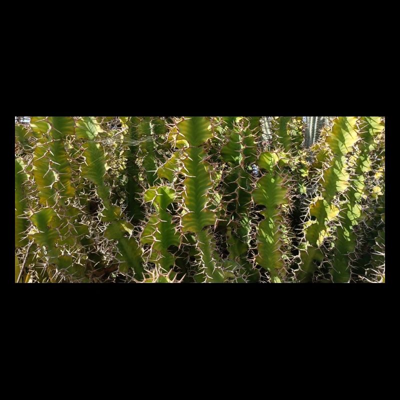 Canarian gorgeus cactus