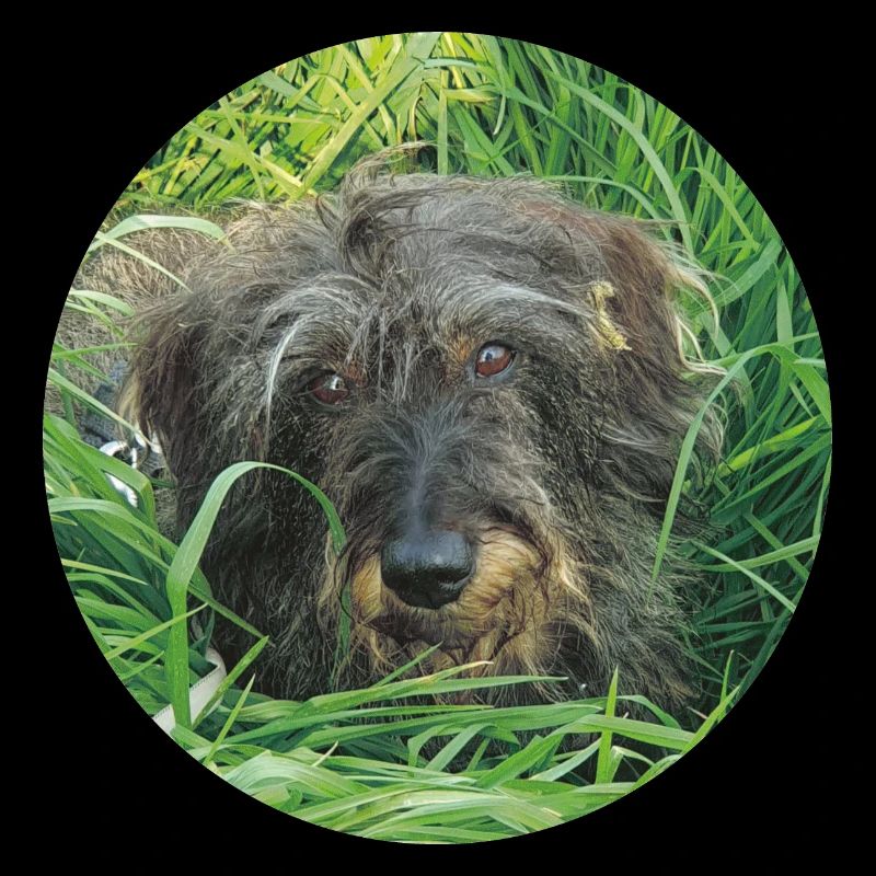 Teckel mignon à poil dur - teckel à poil dur teckel