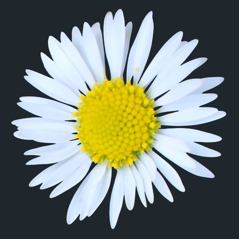 Gänseblümchen