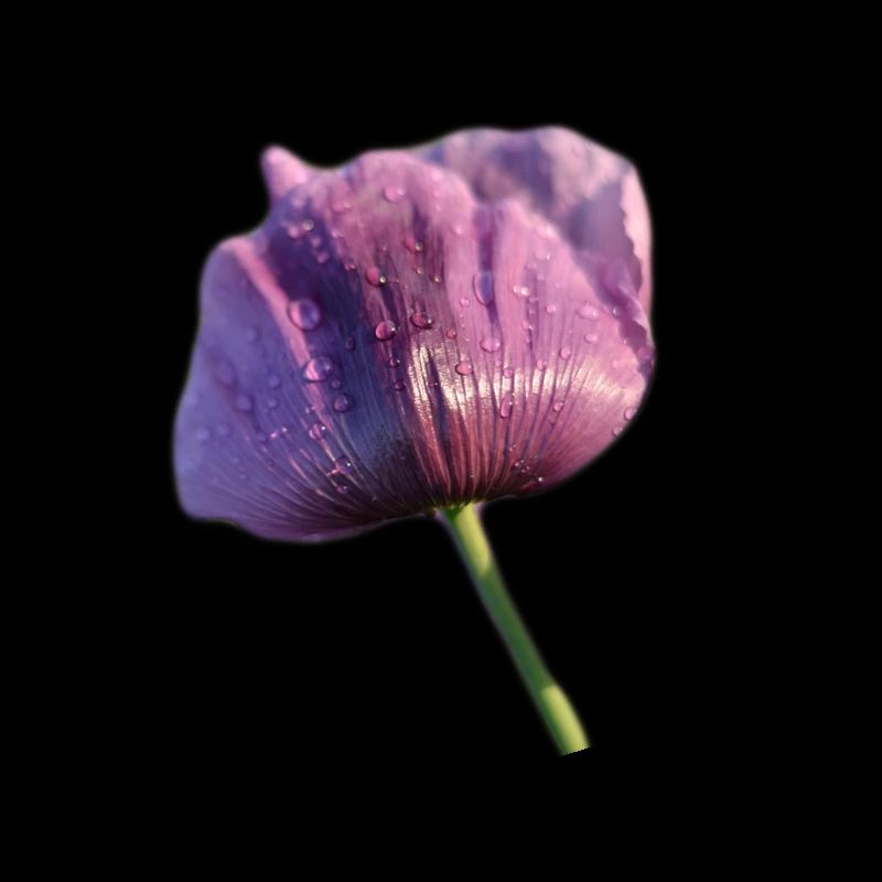 Mohnblume mit Regentropfen