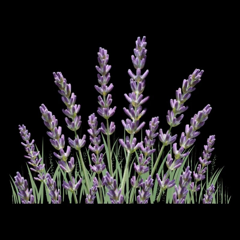 Lavendelhalme Lavendel