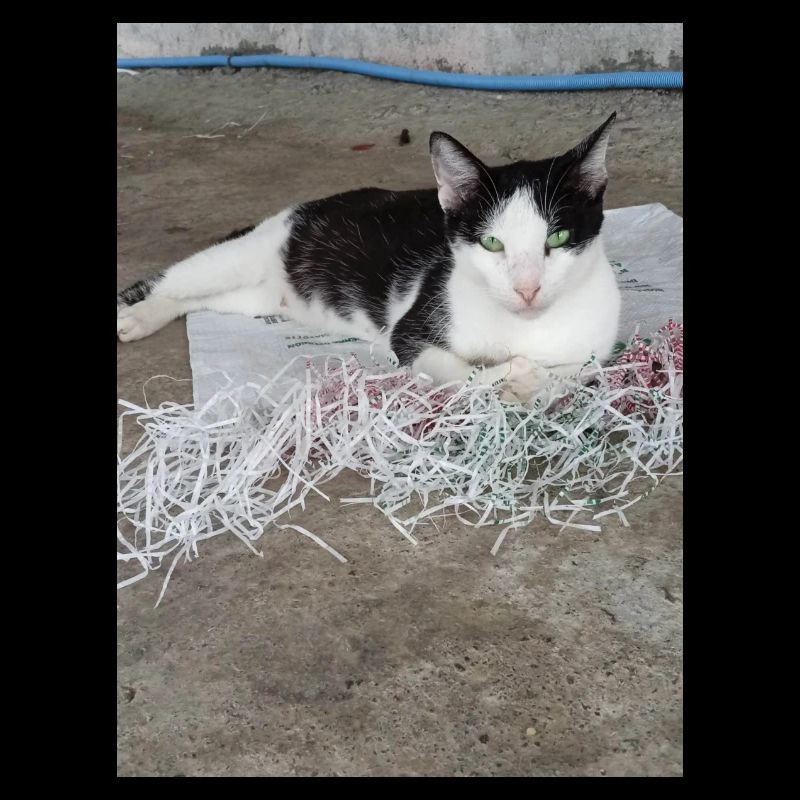 Katzen