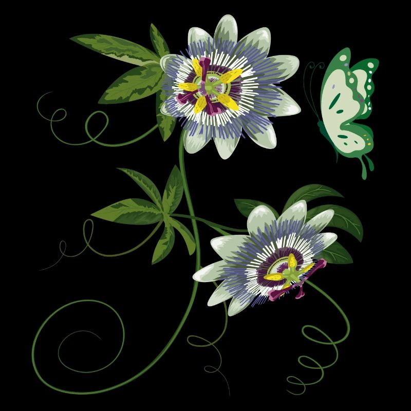 Passiflore au papillon