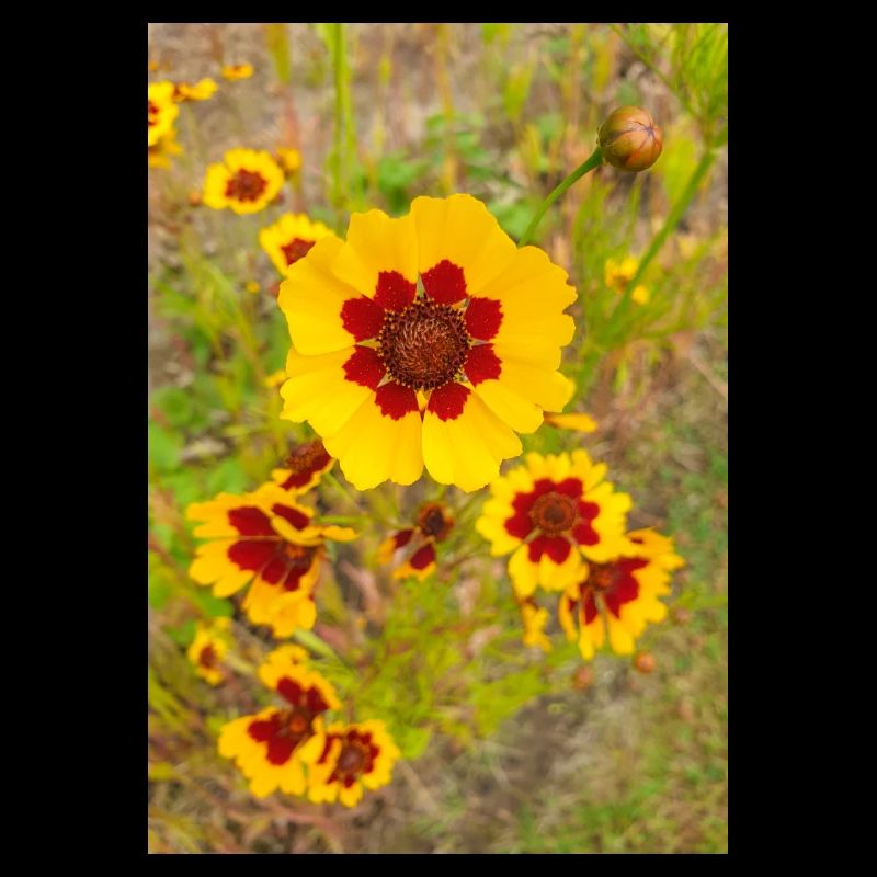 Coréopsis des plaines aussi graine de tique de jardin Coreopsis