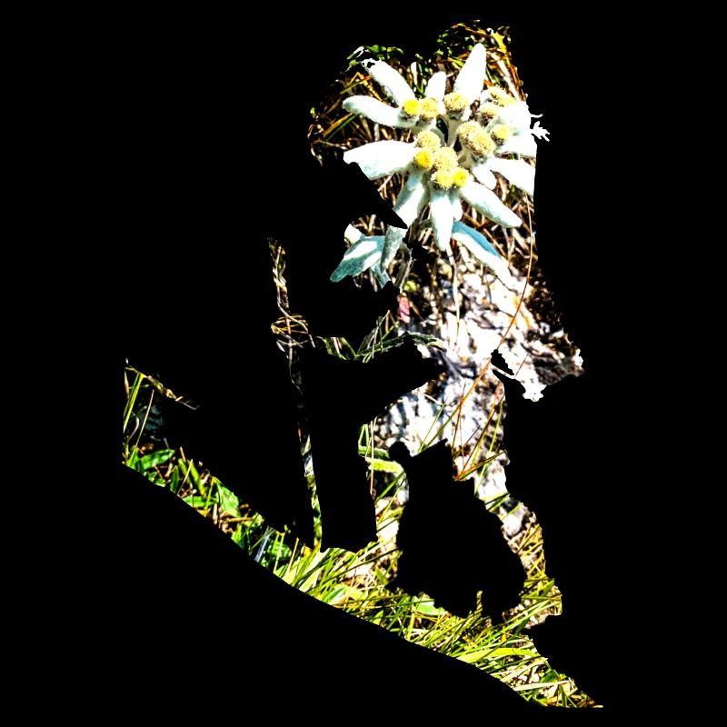 Bring mir ein Edelweiss
