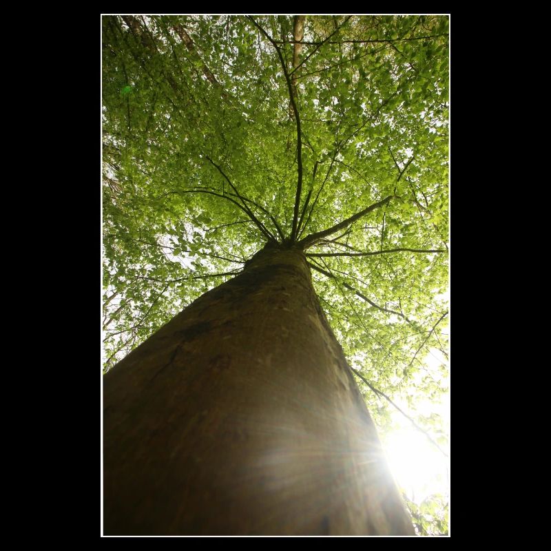 Beech at a low angle in spring