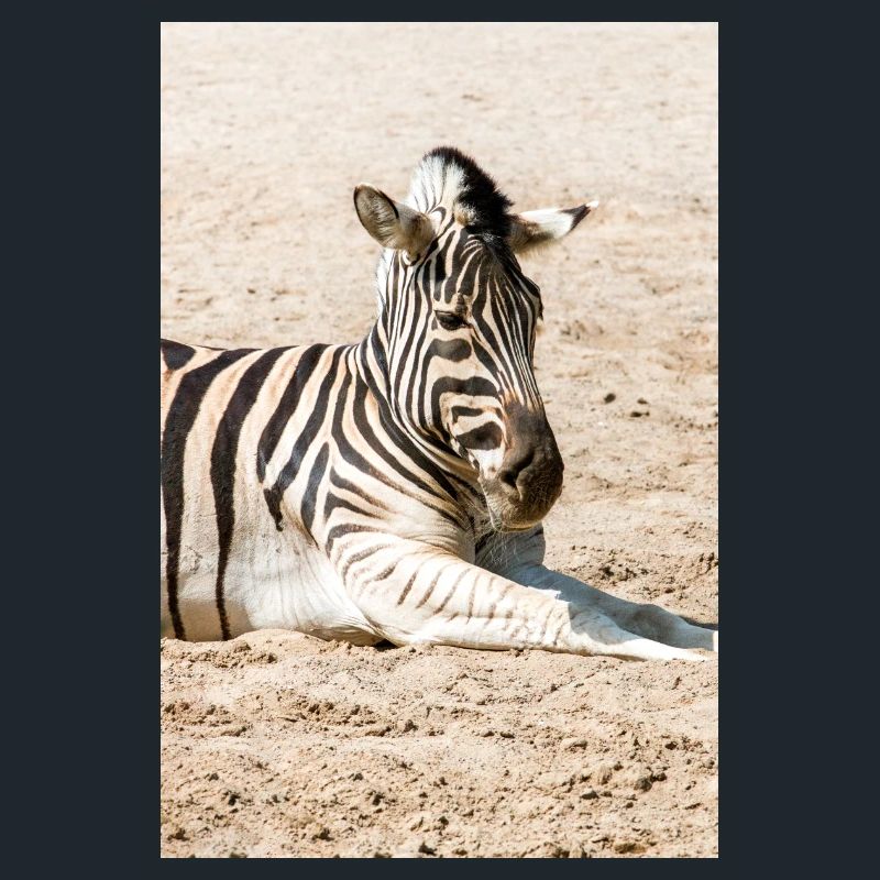 Zebra (auf Deutsch Zebra oder Zebras) Hippotigris