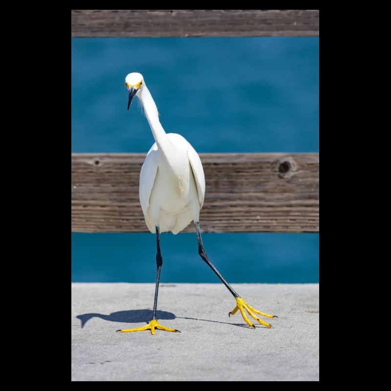 Snowy egret