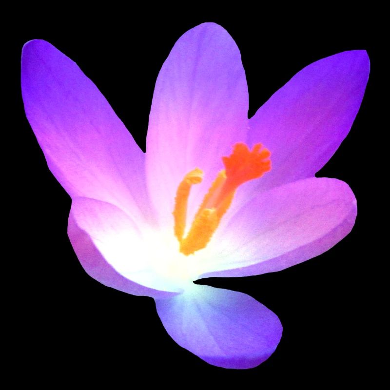 merveilleux crocus - fleur en violet au printemps