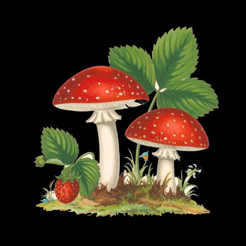 strawberries,vintage,retro,toadstool,forest