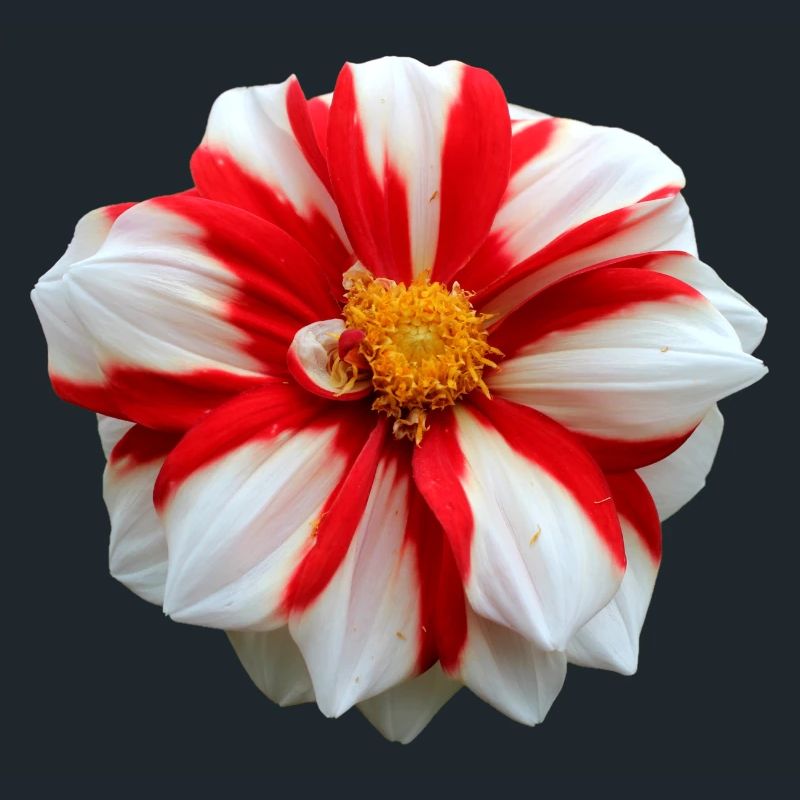 Fleur Blanche Rouge Rouge Fleur Fleurs Rouge Fleurs Blanches