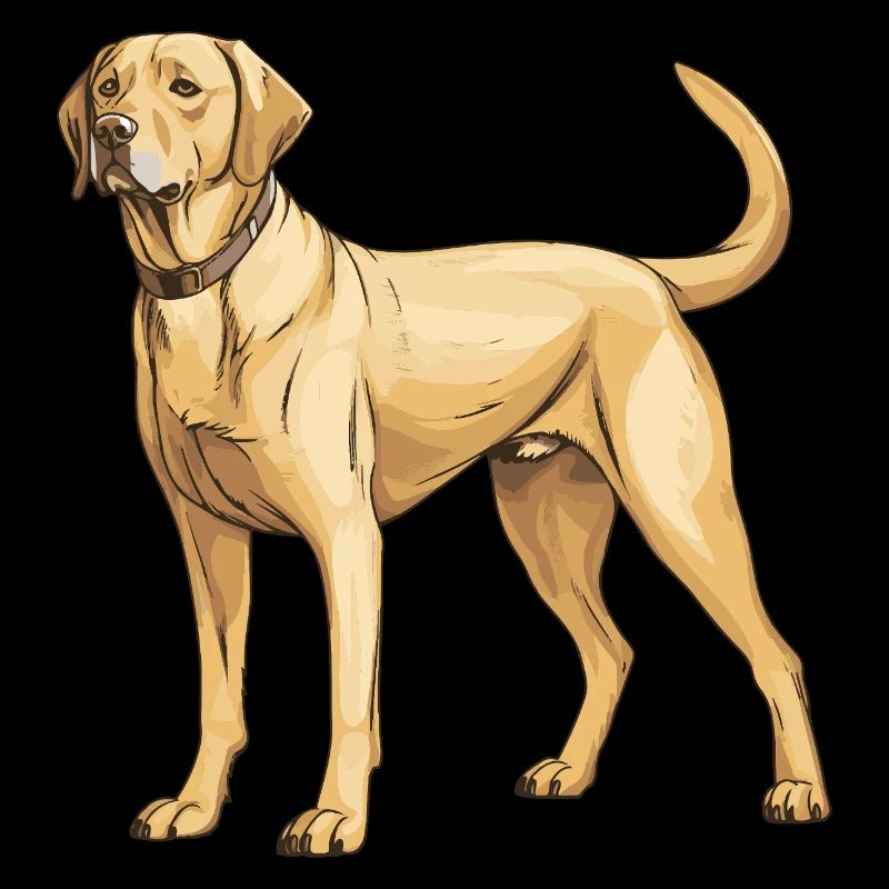 Labrador Hund